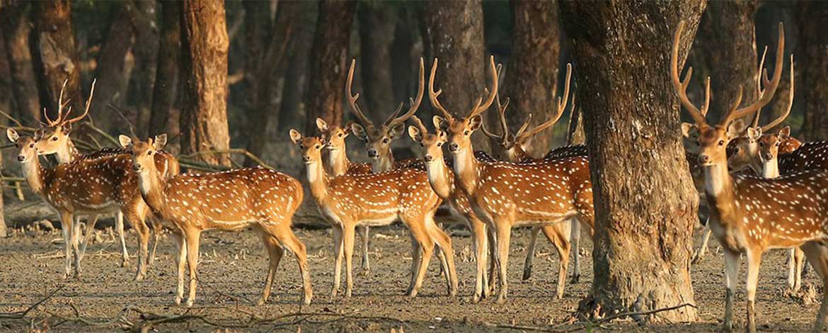 Explore Sundarban, UNESCO heritage sites