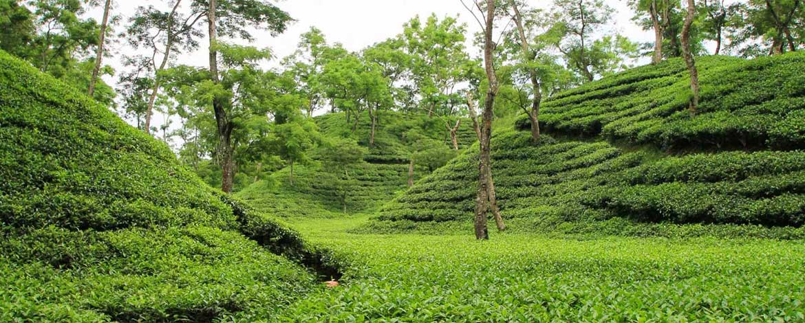 Srimangal the Tea Capital of Bangladesh