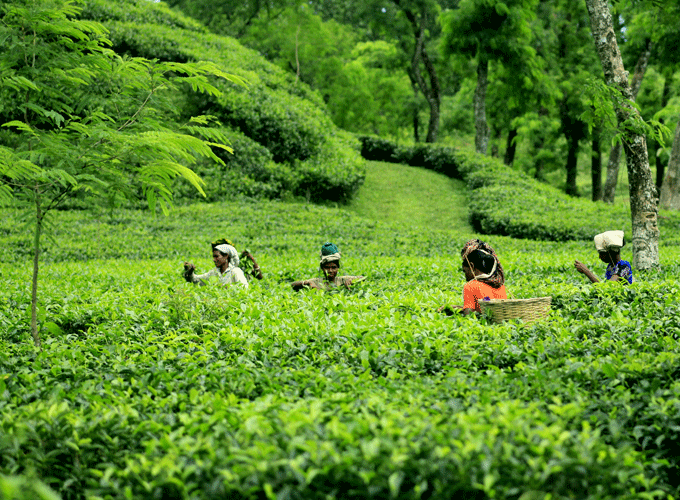 Sylhet Tour Guide