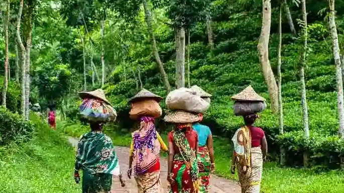 Sylhet Tour Guide